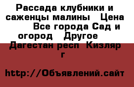 Рассада клубники и саженцы малины › Цена ­ 10 - Все города Сад и огород » Другое   . Дагестан респ.,Кизляр г.